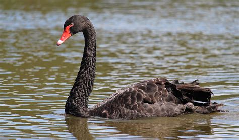 Black Swan Bird, Nice Black Swan Bird, #18914