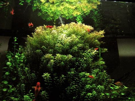 Plants for goldfish tanks | Planted aquarium, Freshwater aquarium ...