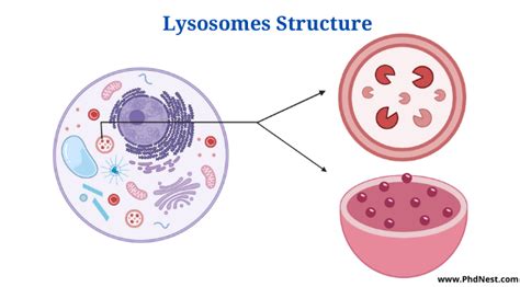 Lysosomes definition and function