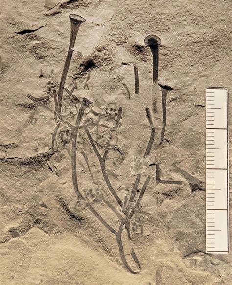 A beautifully preserved fossil of the early vascular 'land' plant ...