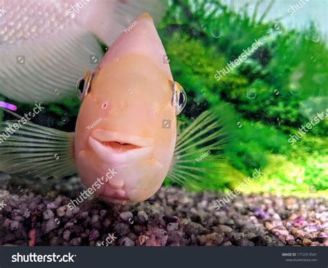 Smiling Fish Aquarium Pink Color Stock Photo 1712313541 | Shutterstock