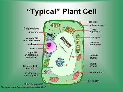 Cell structure function - презентация онлайн