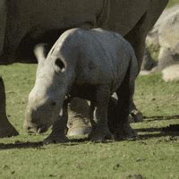 Baby Rhino Running Gif - Just go Inalong