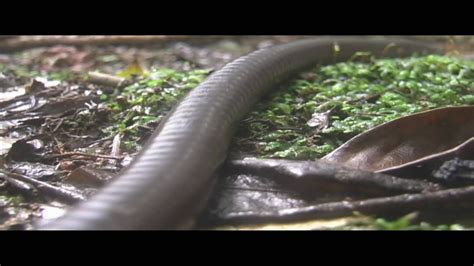 Giant Earthworm - YouTube