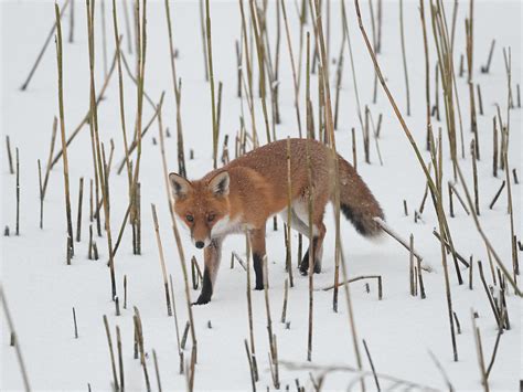 Foxecology: The fox and winter bamboo