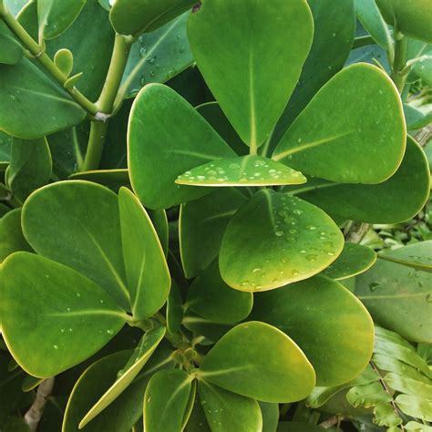 Pin on Beaches of Florida | Plant leaves, Plants, Leaves