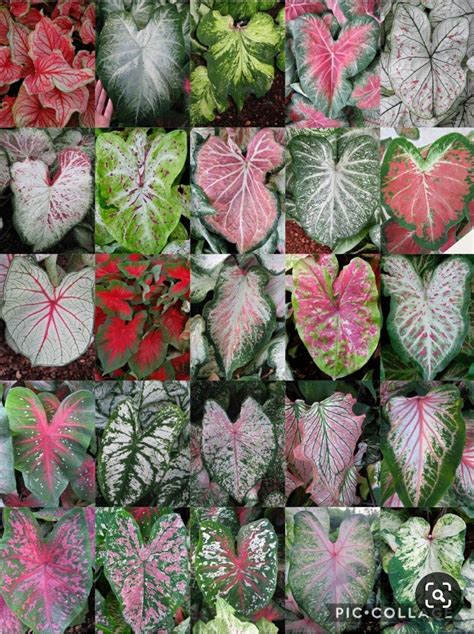 Caladium Care Outdoors - Gerden Style