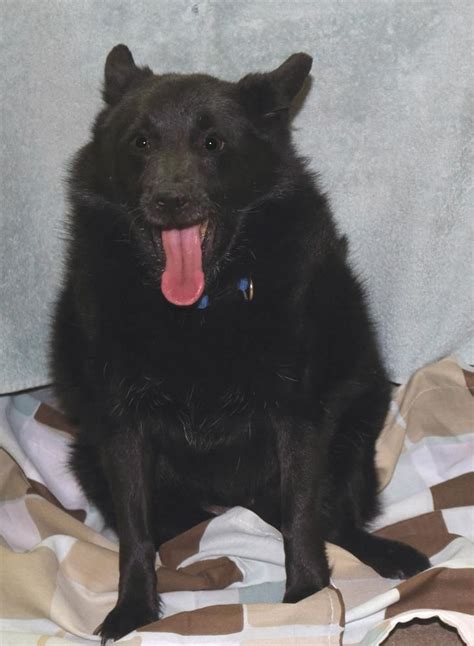 Adopt Blaze Schipperke Dog in Schererville, IN