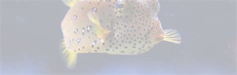 A Deadly Pufferfish Poison Can Be Harnessed to Block Pain Signals