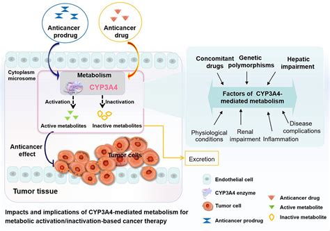 Activation/Inactivation of Anticancer Drugs by CYP3A4: Influencing Factors for Personalized ...