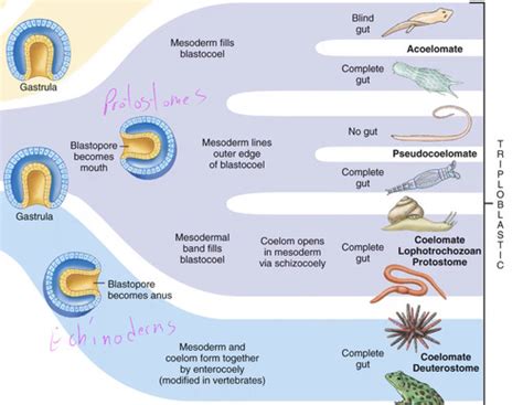 Phylum Echinoderms Flashcards | Quizlet