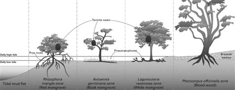 Schematic illustrating the major mangrove vegetation zones Sabana Seca,... | Download Scientific ...