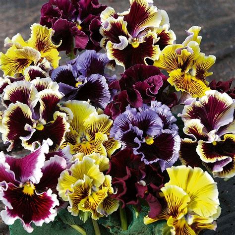 Pansy Frizzle Sizzle | Pansies, Flower seeds, Bonsai flower