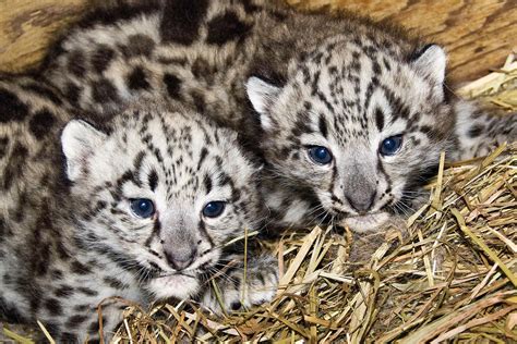 Baby Snow Leopards are BFFs | POPSUGAR Pets