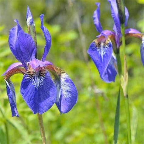 Iris Setosa Flower Seeds - Grow Iris From Seeds