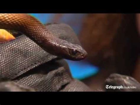 Boy survives bite from world's most venemous snake the Taipan - YouTube