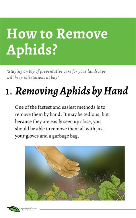 PPT - Aphid Infestation: How to Identify & Get Rid of Aphids PowerPoint ...