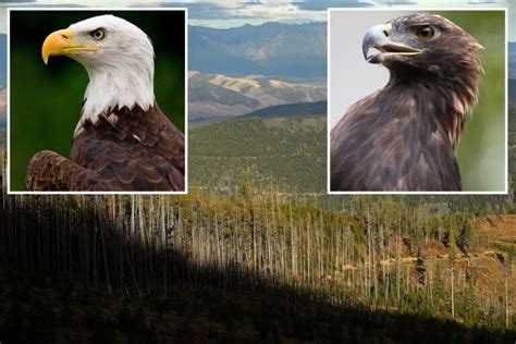 Two men accused of illegally killing Golden, Bald Eagles for sale on black market - SCHOOL TRANG DAI