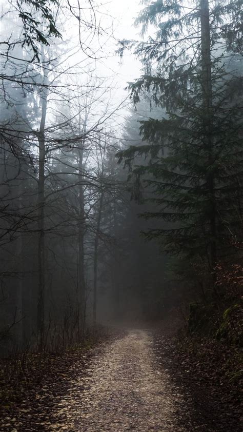 10 Best aesthetics | moody tones images in 2020 | Foggy forest, Forest aesthetic, Nature aesthetic