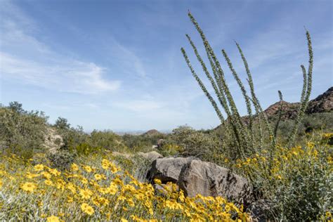 Sonoran Desert Flowers Stock Photos, Pictures & Royalty-Free Images ...