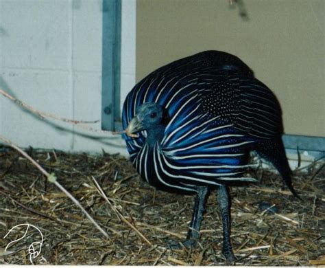 Animal Wonders - Vulturine Guineafowl