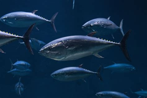 Are Bluefin Tuna Endangered? Conservation Status and Outlook