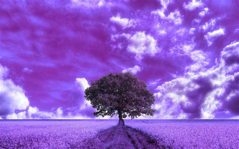 Beautiful Wasteland, tree, fantasy, purple, abstract, HD wallpaper | Peakpx