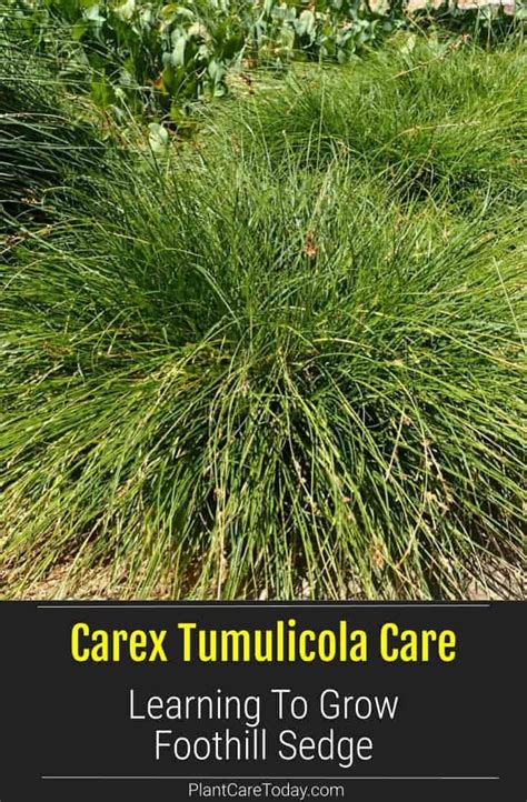 Carex Tumulicola Care: Learning To Grow Foothill Sedge | Perennial herbs, Organic compost, Large ...