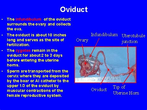 Oviduct