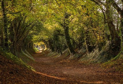 HD wallpaper: road, autumn, trees, England, the tunnel, West Sussex, Halnaker | Wallpaper Flare