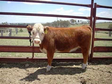 Mini hereford, Mini cows, Miniature cows