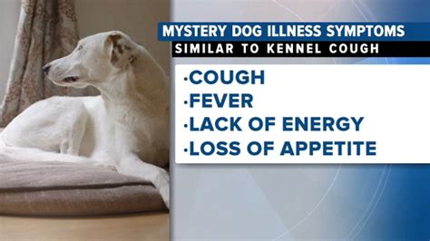 Mystery dog illness 2023: Concerns of spread as families travel with pets for holiday - 6abc ...