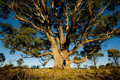 Top 10 Fastest Growing Trees in the World – Pouted Magazine