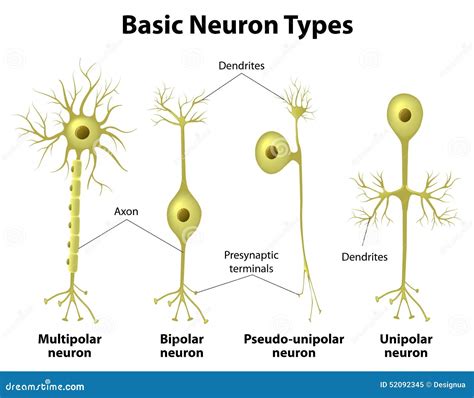 Types Of Neurons Stock Vector - Image: 52092345