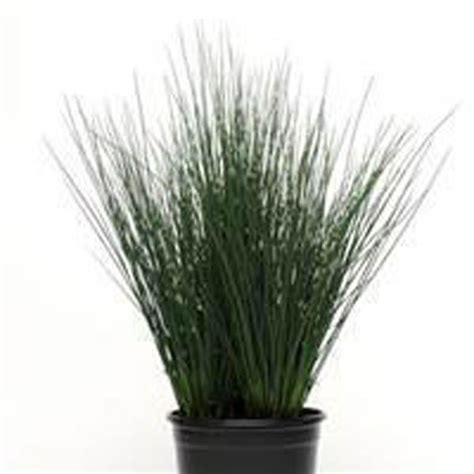 Juncus Grass | Flowers - Annuals | Scheeringa Farm