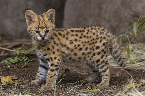 Serval Vs Ocelot Images amp; Pictures Becuo