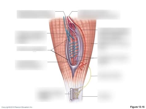 Muscle Spindle Fibres Diagram | Quizlet