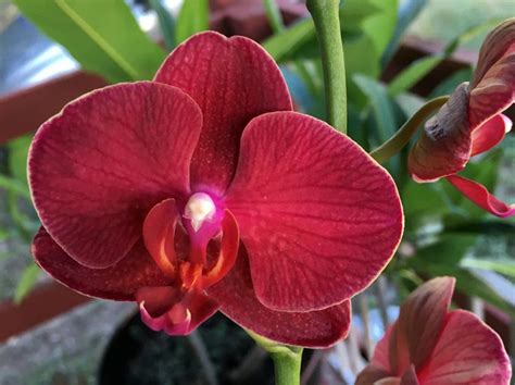 Red Phalaenopsis from my personal orchid collection