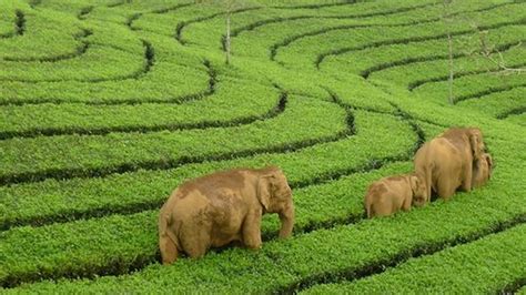 Elephant Ride In Munnar : How to Enjoy In Munnar? - Dream Coconut Villa ...