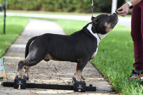 BEST OF THE TRI COLOR AMERICAN BULLY | AMAZING DOG BREED | THE POCKET ...