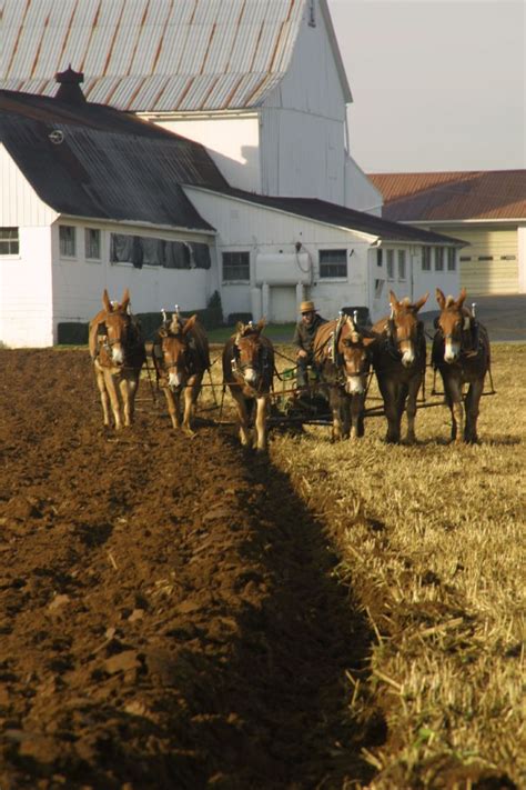 Amish farm, Amish culture, Amish country