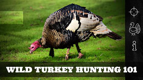 Wild Turkey Hunting 101 – The Bearded Butchers