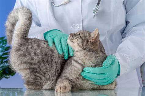 Liver Failure In Cats: Causes, Symptoms, & Treatment - All About Cats