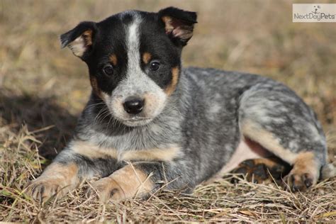 Blue Red Heeler Australian Cattle Dog Puppies Cute Cute Cute | Dog Breeds Picture