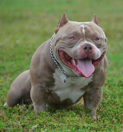 American Bully Micro Size