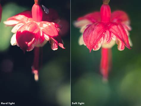 How To Use Soft Light In Photography | The Creative Photographer