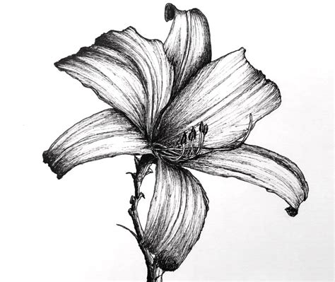 How to Draw ANY Flower with Pen & Ink - Ran Art Blog