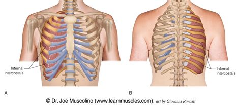 Difference Between Internal And External Intercostal Muscles