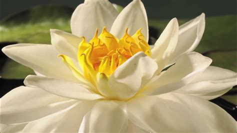 Nymphaea alba flower opening time lapse - YouTube