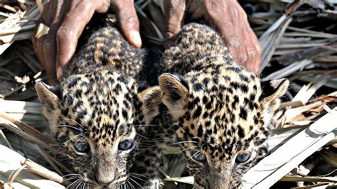 Leopard cubs found in field - The Hindu